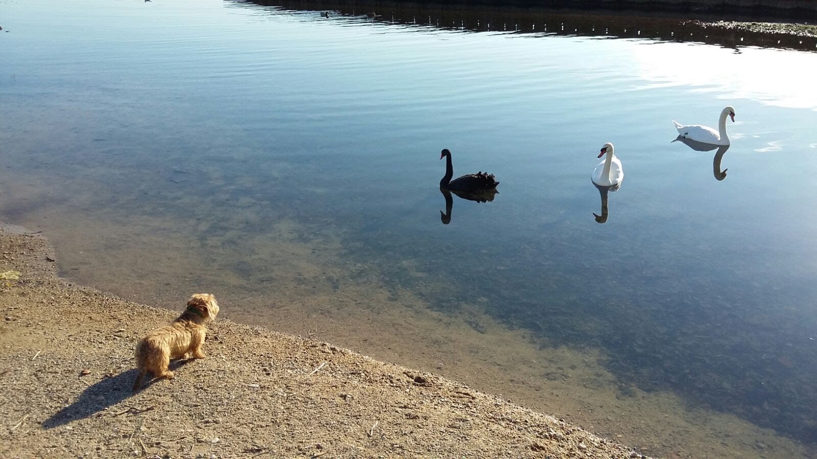 A dog on the shore of Lake Orta watching the swans