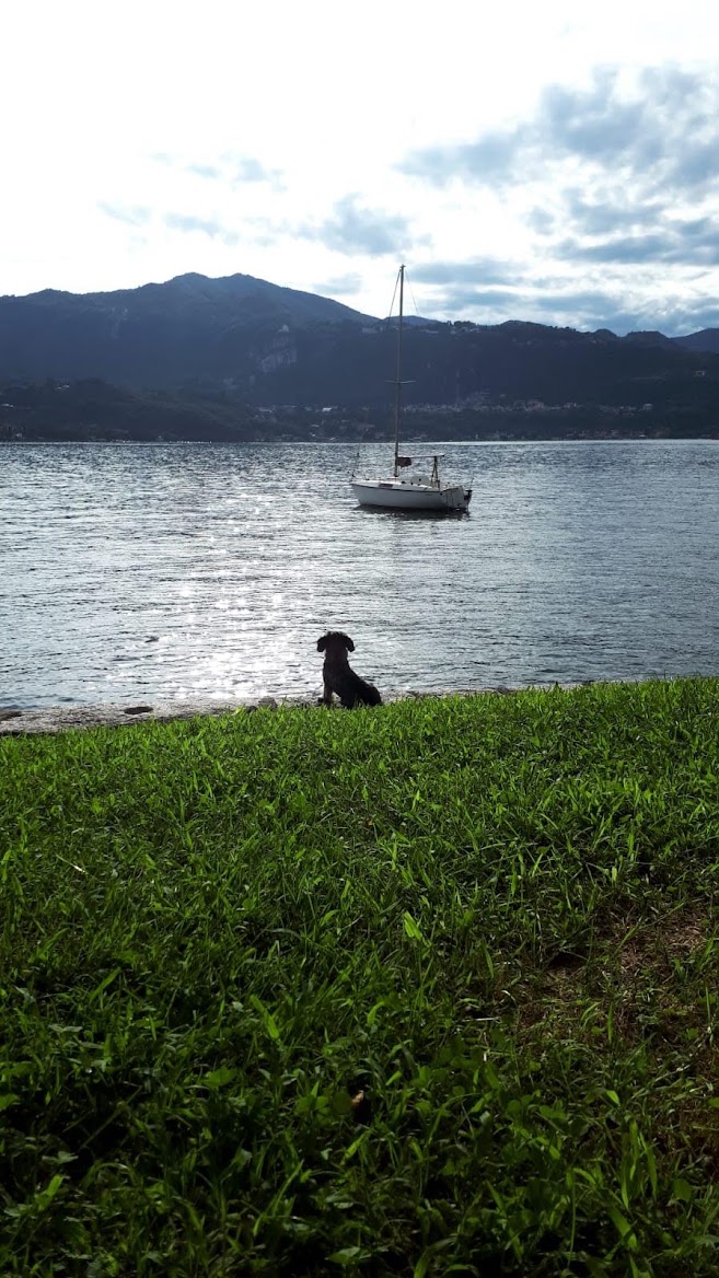 A dog gazing at the lake from the grassy shore
