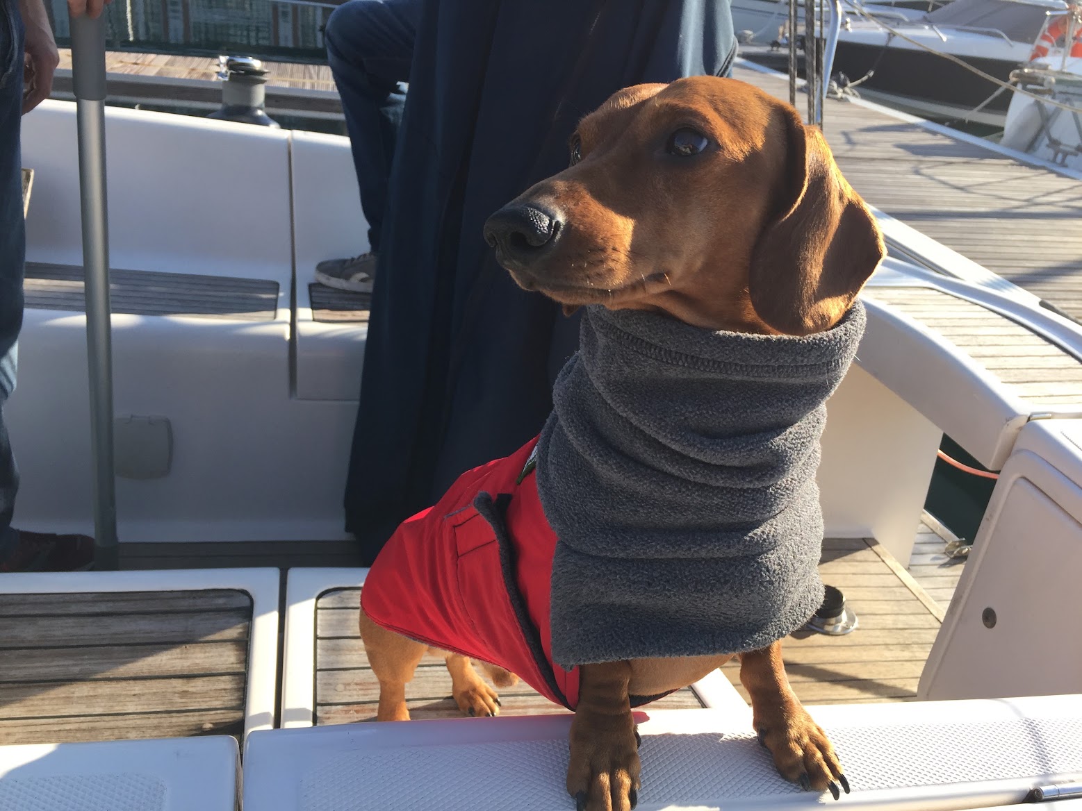 A dachshund in a red coat on a sailboat on Lake Orta
