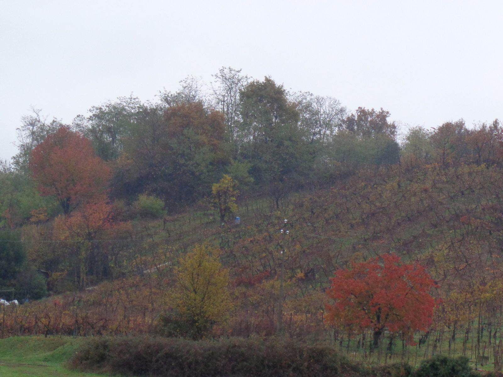 Weinberge in den Hügeln von Ghemme im Herbst, mit rotem und goldenem Laub