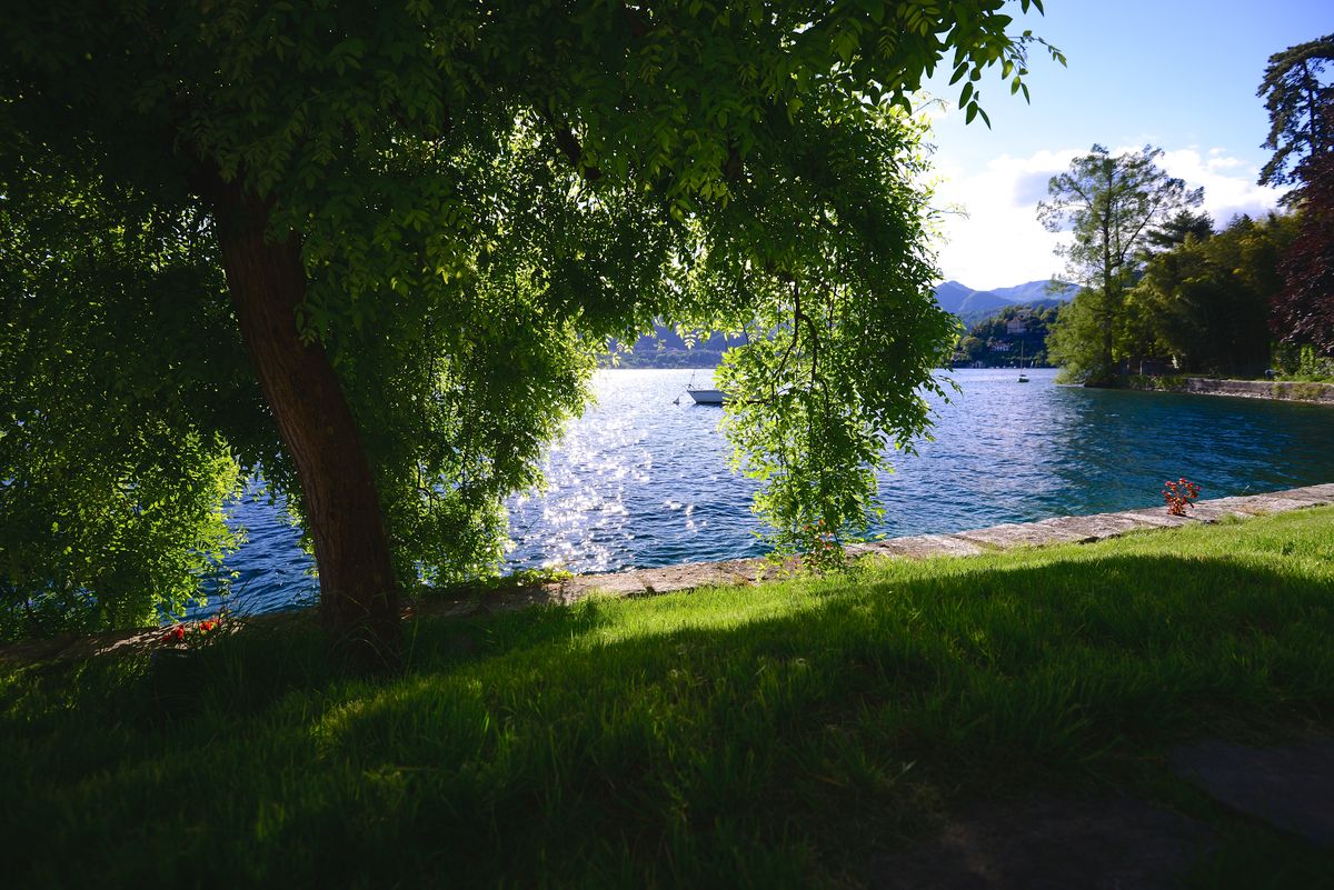 Schatten unter den Bäumen auf einer Wiese am See, an einem Sommernachmittag.